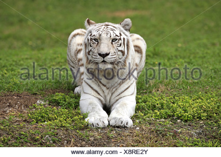 ruhend - resting tiger tigers cat cats carnivore carnivores mammal