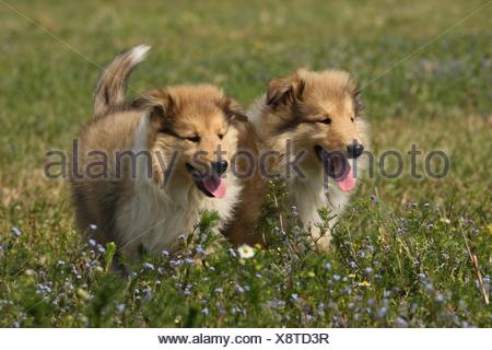 Longhaired Collie Puppies Stock Photo 277603815 Alamy