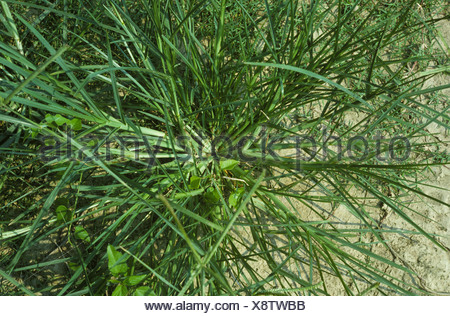 Crowsfoot grass or goosegrass Eleusine indica prostrate grass weed