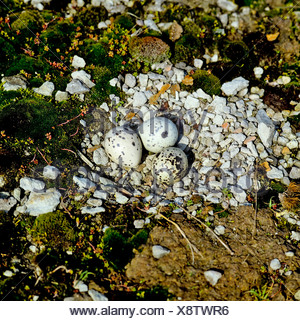 eurasian-oystercatcher-haematopus-ostralegus-nest-with-eggs-stock