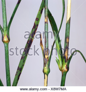 Dianthus leaf spot Septoria dianthi on carnation Dianthus spp leaves ...