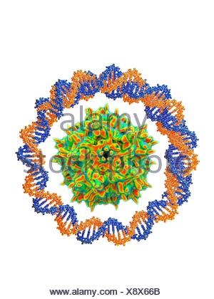 Adeno-associated Virus Wrapped Around By A Circular DNA Str Stock Photo ...