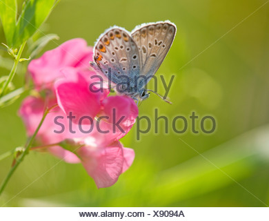 Common Blue (Polyommatus icarus) sucking nectar, Thuringia, Germany