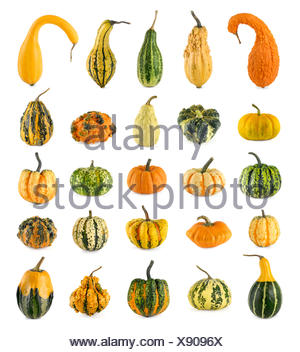 25 different ornamental gourds on white Stock Photo: 114956332 - Alamy