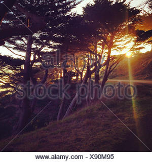USA, California, San Francisco, View of San Francisco cypress