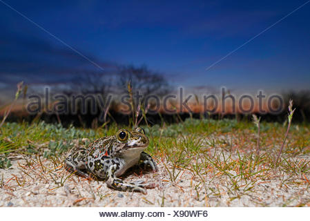 Eastern European spadefoot, Syrian spadefoot (Pelobates syriacus), Syrian spadefoot lurking for prey at sunset, Romania, Dobrudscha, Donaudelta, Donau-Delta, Vadu