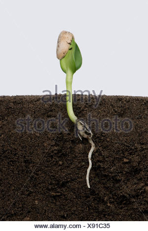 Sunflower seedling with cotyledons still trapped inside the seed coat ...