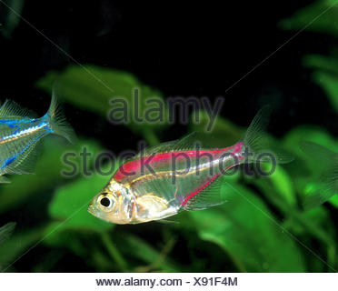 Glassfish, chanda ranga color, Adult Stock Photo - Alamy