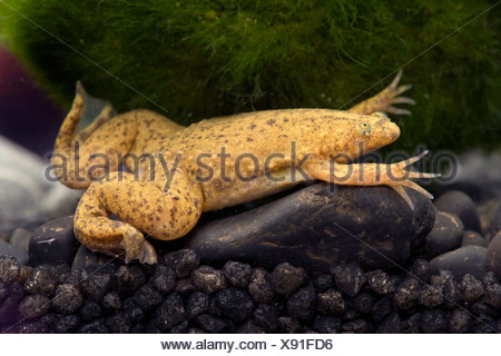 Western clawed frog (Xenopus tropicalis), swimming Stock Photo ...