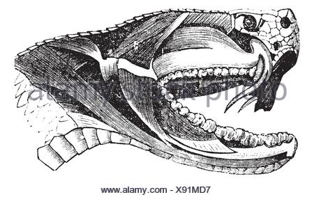 Viper or Viperidae, vintage engraved illustration. Dictionary of Stock