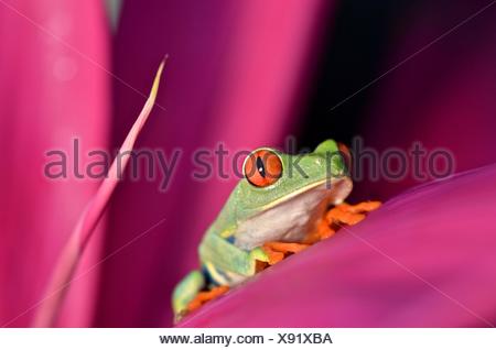 A red eyed tree frog, Agalychnis callidryas, rests on a leaf at Tortuguero National Park.