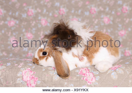 Lop Eared Dwarf Rabbit And Longhaired Guinea Pig Sitting Next To