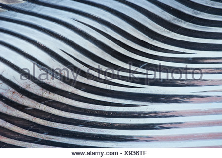 Close up of Fin Whale Skin Stock Photo - Alamy