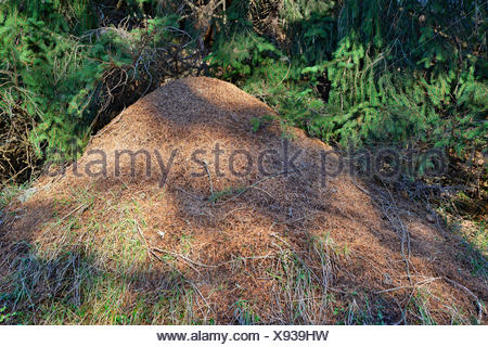 Anthill of the Big Red Wood Ant (Formica rufa), Tyrol, Austria