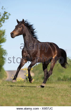 Brandenburger Warmblood Stock Photo: 50525548 - Alamy