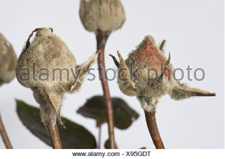 botrytis blight fuchsia