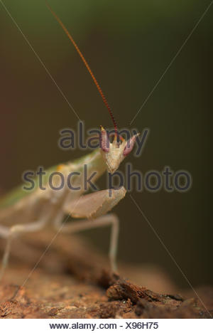 Gambian Spotted-eye Flower Mantis (Pseudoharpax virescens), male Stock ...