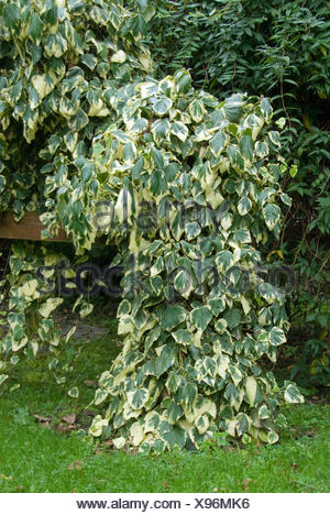 Persian Ivy, Colchis Ivy (Hedera colchica 'Dentata Variegata', Hedera colchica Dentata Variegata), cultivar Dentata Variegata