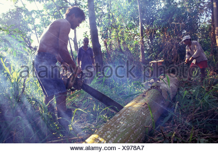illegal logging chainsaw deforestation regenwald abholzung entwaldung