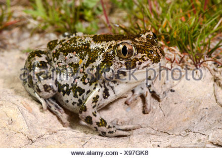 Eastern European spadefoot, Syrian spadefoot (Pelobates syriacus), Syrian spadefoot, full-length portrait, Romania, Dobrudscha, Donaudelta, Donau-Delta, Vadu