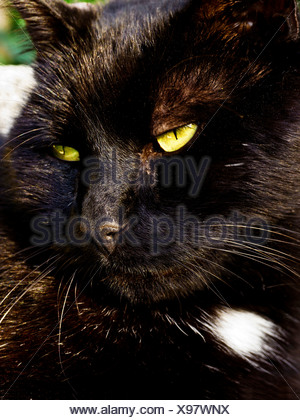 pet cat, house cat, Felis silvestris, Felis catus, housecat, tom, male cat, tomcat, tom-cat, animal, mammifer, predator, carnivo