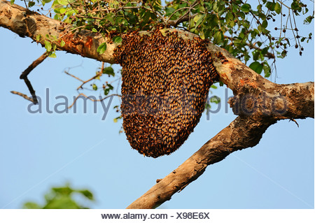 Bees nest of the Giant Honey Bee (Apis dorsata) in a tree Stock Photo ...