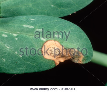 Leaf lesion of ascochyta leaf spot Ascochyta pisi with pycnidia on ...