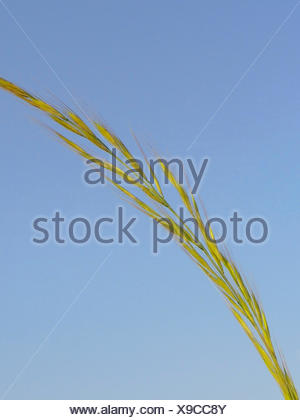 foxtail fescue, rat's-tail fescue, rat's-tail six-weeks grass (Vulpia