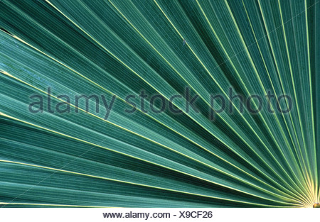 cabbage palmetto (Sabal palmetto), leaf, cutout, USA, Florida Stock ...