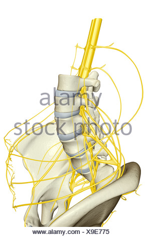 Nerve supply of the pelvis Stock Photo: 13186532 - Alamy