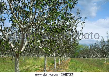 Agriculture - Damage walnut trees caused by a heavy unusual Spring freeze / near Dairyville, California, USA.