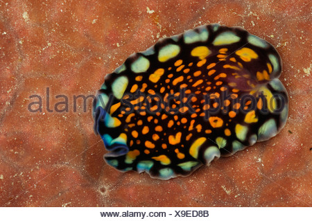 Flatworm, Pseudoceros lindae, Alor, Indonesia Stock Photo 49483961 Alamy