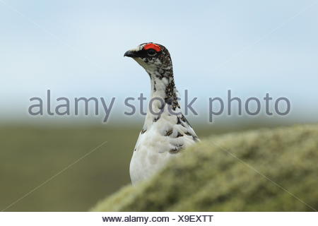 Rock ptarmigan Island