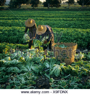 Harvesting Chinese Cabbage In The Vegetable Fields In The Central Stock ...