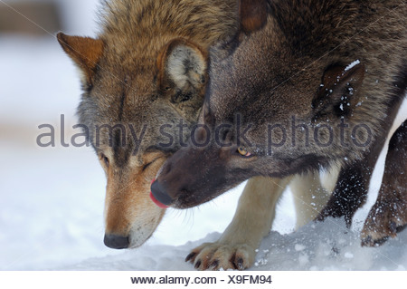 Eastern timber wolf, Canis lupus lycaon, snow, side view, standing ...