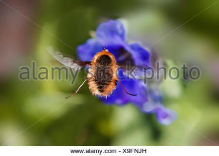 Large bee-fly (Bombylius major), on a blue flower, Germany