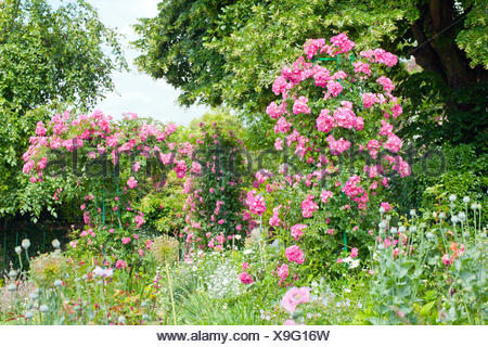 Garden of the painter Claude Monet, rose bush, roses Stock Photo ...