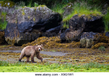 Brown bear walking on tidal flat at low tide with large boulders in background, Prince William Sound, Southcentral Alaska