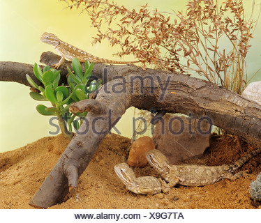 Plante Pour Terrarium Pogona Matriel Pour Reptile