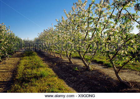 Agriculture - Apple orchard in bloom / Girona, Catalonia, Spain Stock ...