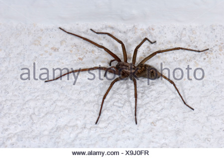 giant European house spider, giant house spider, larger house spider