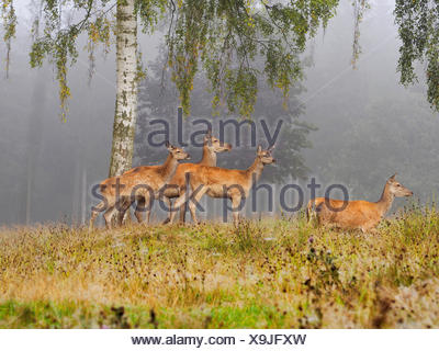 red deer (Cervus elaphus), group of hinds in morning mist in autumn, Germany, Saxony