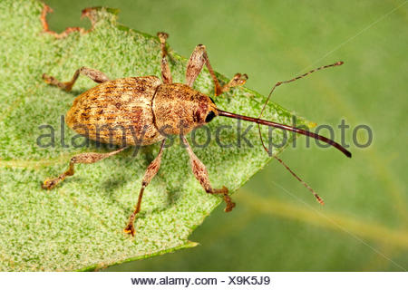 Chestnut weevil (Curculio elephas, Curculio gulosus, Balaninus Stock ...