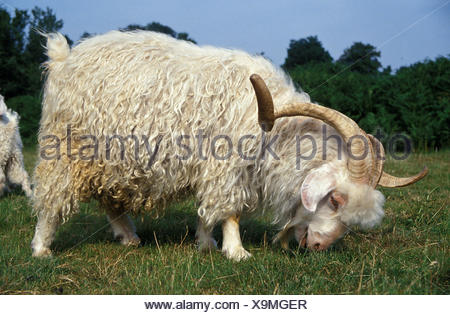 Angora Goat, Breed producing Mohair Wool, Billy-goat with long Horns ...