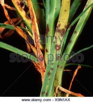 Dianthus leaf spot (Septoria dianthi) infection on stem and leaves of ...