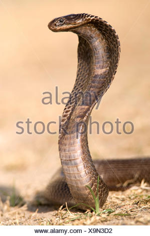 Egyptian cobra, Naja haje, used for snake charmer show, reared up ...