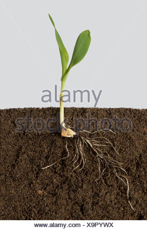 Grain corn (Zea maize) early growth development stages showing root ...