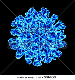 problem mouth computer virus. Molecular of and Foot the foot mouth disease model