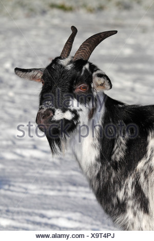 West African Dwarf Goat Capra Hircus In The Snow Lower Saxony Germany Stock Photo Alamy