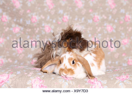 Lop Eared Dwarf Rabbit And Longhaired Guinea Pig Sitting Next To